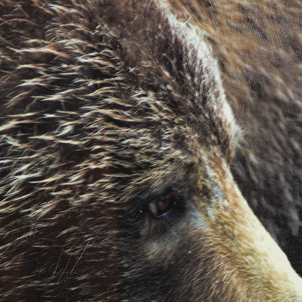 Mercana - Grizzly Bear by Chad Mackay a Hand Embellished Textured Framed Art Print Matted under Glass - 14875 view 7