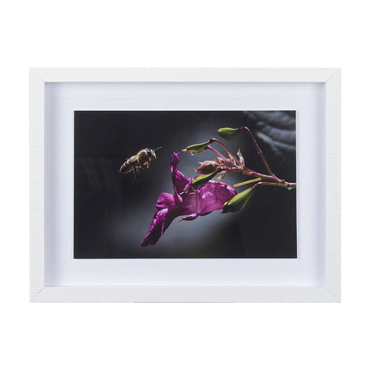 Mercana - Honey Bee by Chad Mackay a Framed Art Print Matted under Glass - 14369 view 1
