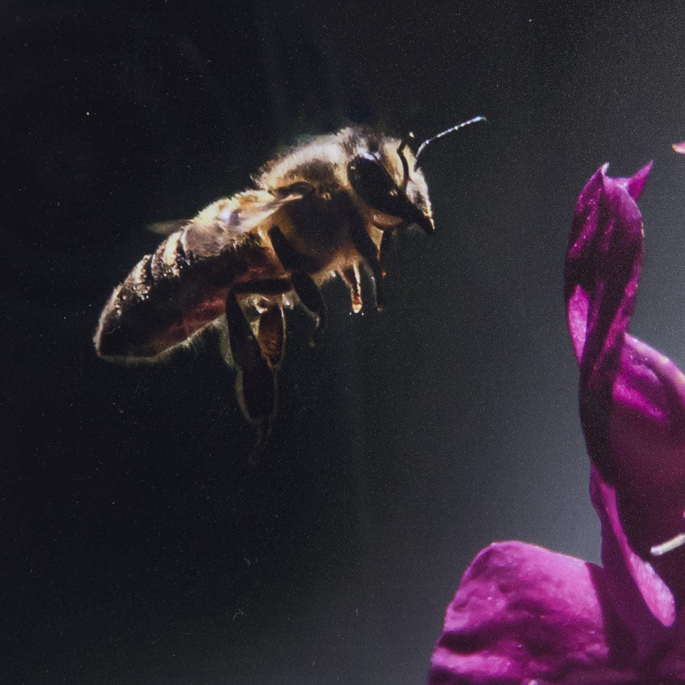 Mercana - Honey Bee by Chad Mackay a Framed Art Print Matted under Glass - 14369 view 6