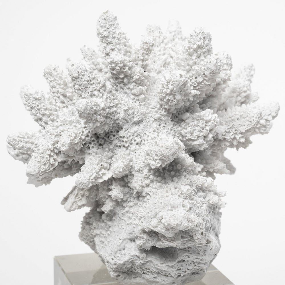 Mercana - Isla Large 5L x 5W White Replica Resin Coral On Clear White Glass - 68927_CLOSEOUT view 6