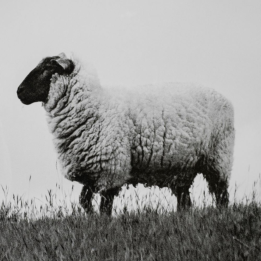 Mercana - Islay Sheep II by Laura Marshall a Framed Art Print Matted under Glass - 13349 view 6