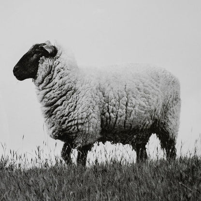 Mercana - Islay Sheep II by Laura Marshall a Framed Art Print Matted under Glass - 13349 view 6