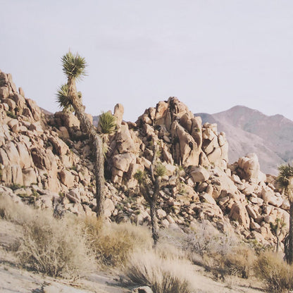 Mercana - Joshua Tree 1 by THE Studio a Framed Art Print Matted under Glass - 15359 view 7