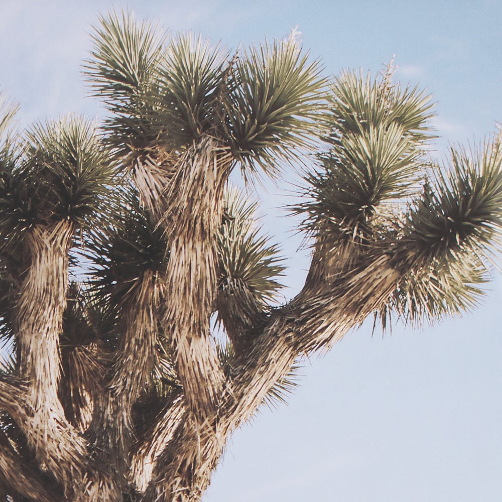 Mercana - Joshua Tree 3 by THE Studio a Framed Art Print Matted under Glass - 15360 view 6
