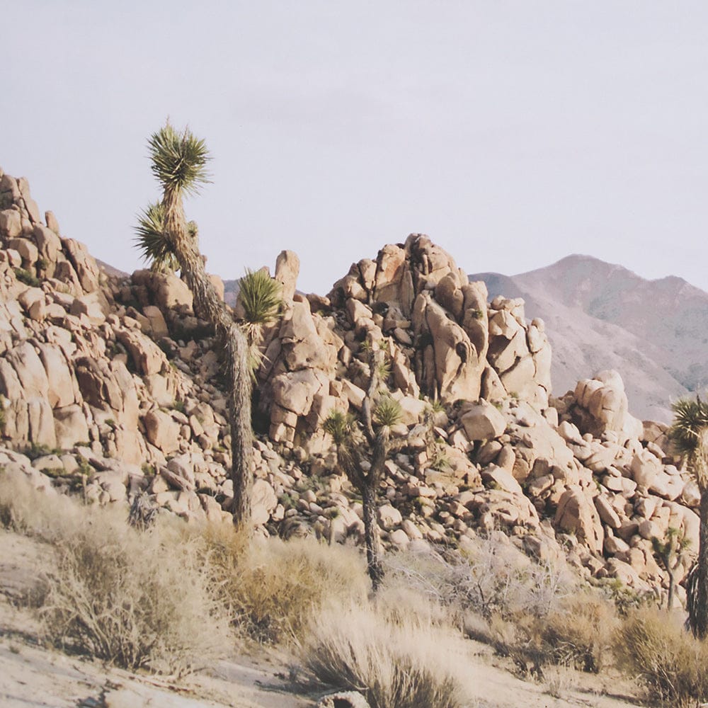 Mercana - Joshua Tree 3 by THE Studio a Framed Art Print Matted under Glass - 15360 view 7