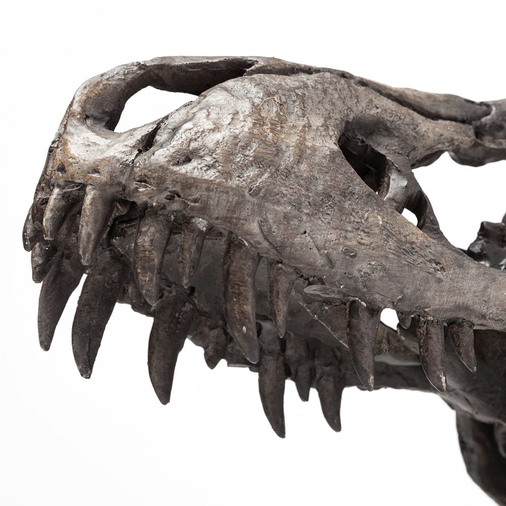 Mercana - Jurassic 6L x 10W Brown Resin Tyrannosaurus Skull Replica - 67025 view 9