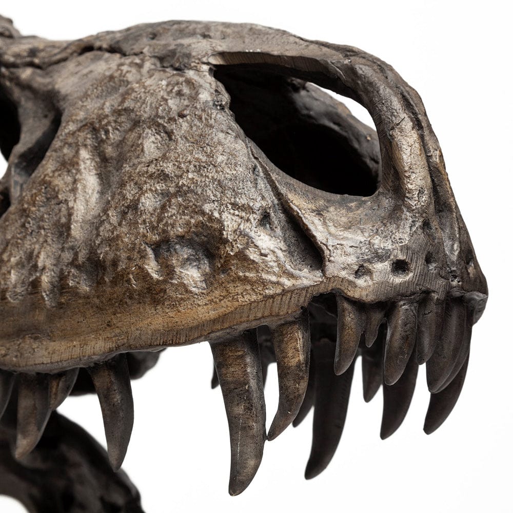 Mercana - Lagrane 19L x 11W Brown Resin Tyrannosaurus T Rex Dinosaur Skull Replica - 57430 view 7