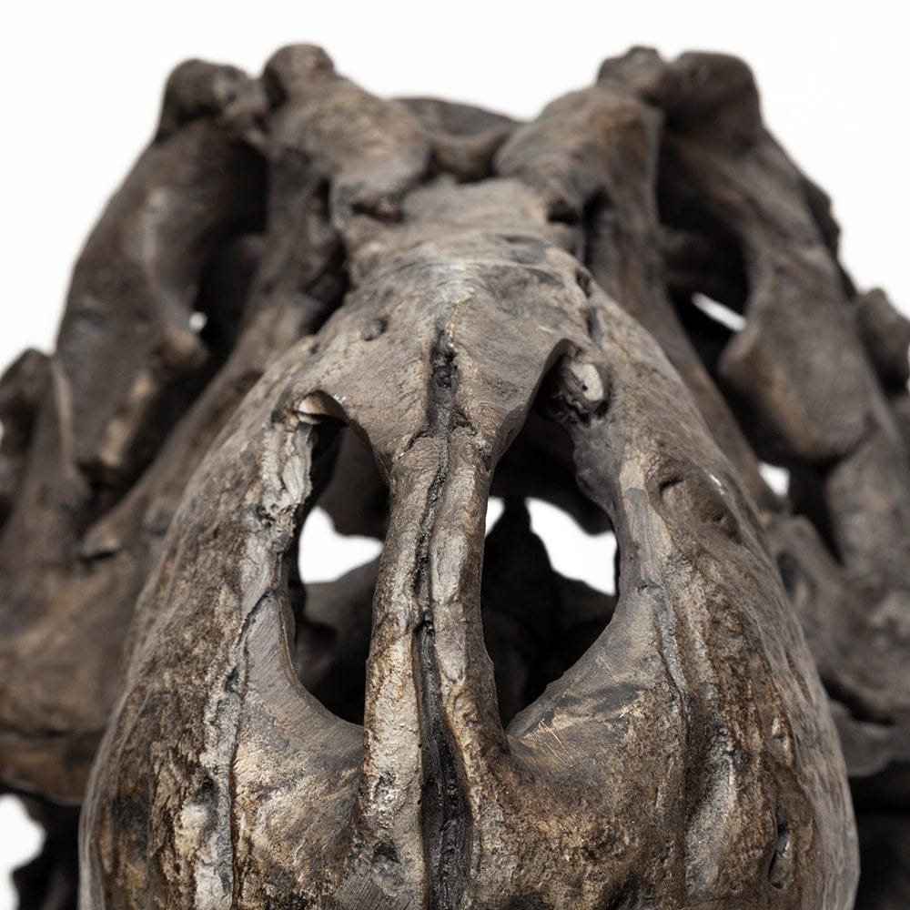 Mercana - Lagrane 19L x 11W Brown Resin Tyrannosaurus T Rex Dinosaur Skull Replica - 57430 view 9