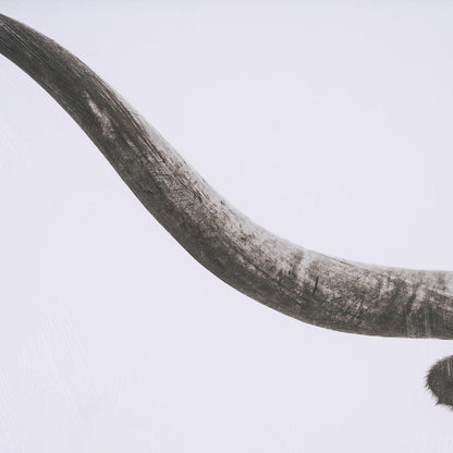 Mercana - Longhorn Last Call BW by Nathan Larson Hand Embelished Textured Framed Art Print Matted under Glass - 15456 view 7