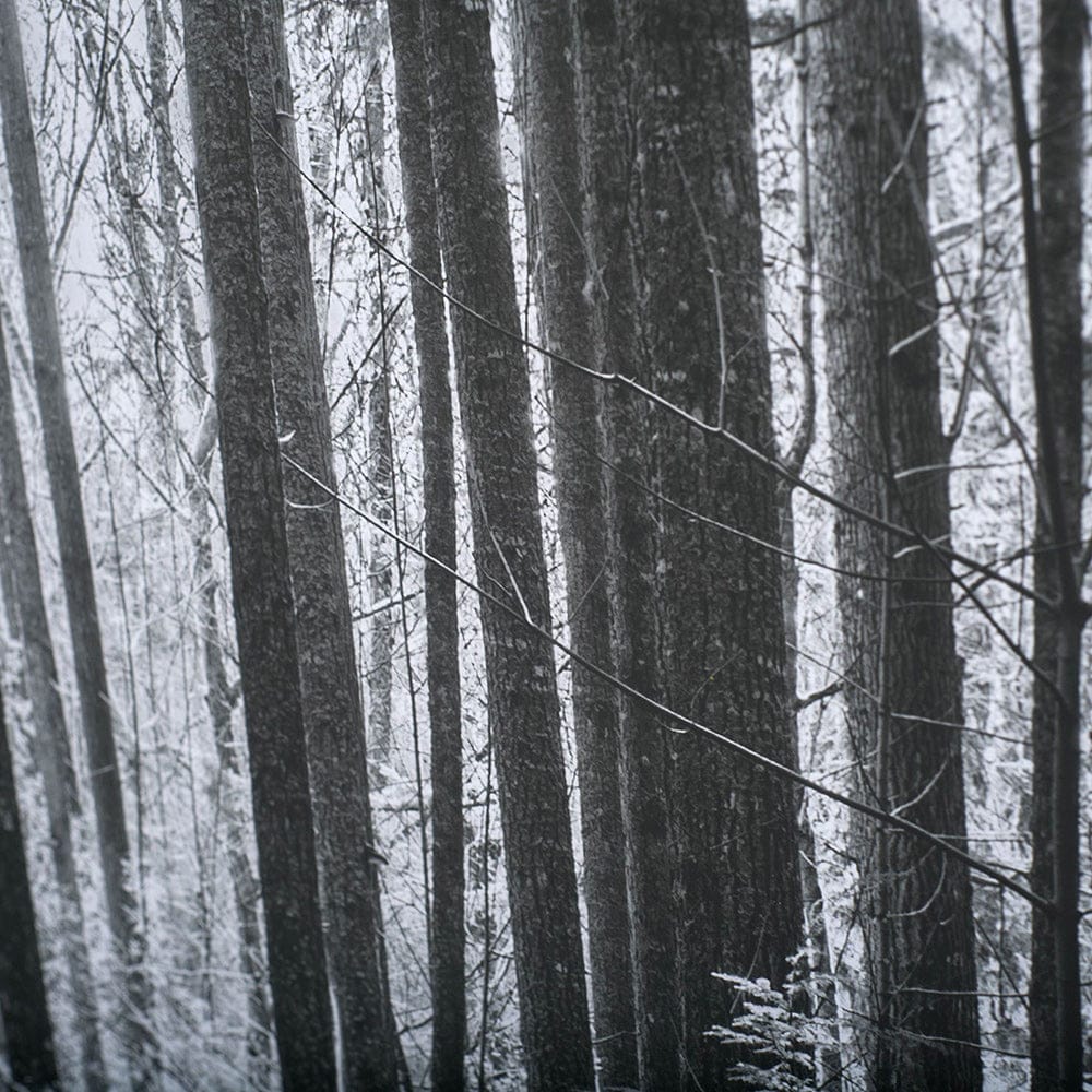 Mercana - Lowland Winter Forest No 13, Tiger Mountain by Bisig, Steve a Framed Art Print Matted under Glass - 10572 view 4
