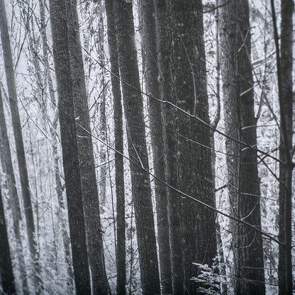 Mercana - Lowland Winter Forest No 13, Tiger Mountain by Bisig, Steve a Framed Art Print Matted under Glass - 10572 view 4