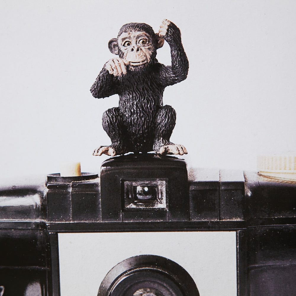 Mercana - Monkeys & Vintage Camera by Susannah Tucker Photography a Framed Art Print Matted under Glass - 12081 view 5