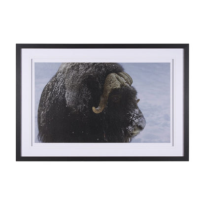 Mercana - Muskox by Gary Blatter a Hand Embellished Textured Framed Art Print Matted under Glass - 15371 view 1