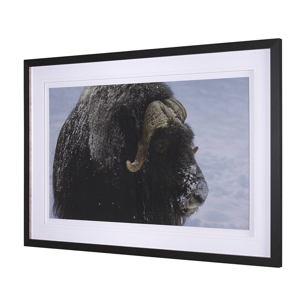 Mercana - Muskox by Gary Blatter a Hand Embellished Textured Framed Art Print Matted under Glass - 15371 view 2