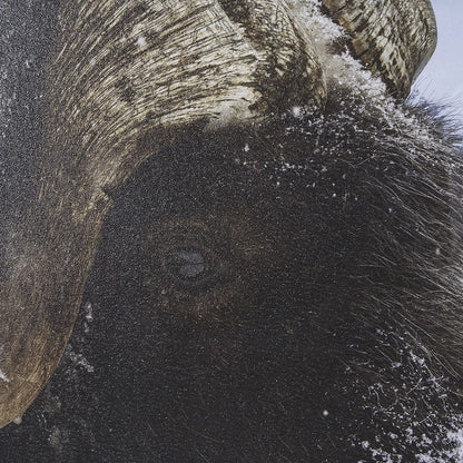 Mercana - Muskox by Gary Blatter a Hand Embellished Textured Framed Art Print Matted under Glass - 15371 view 7