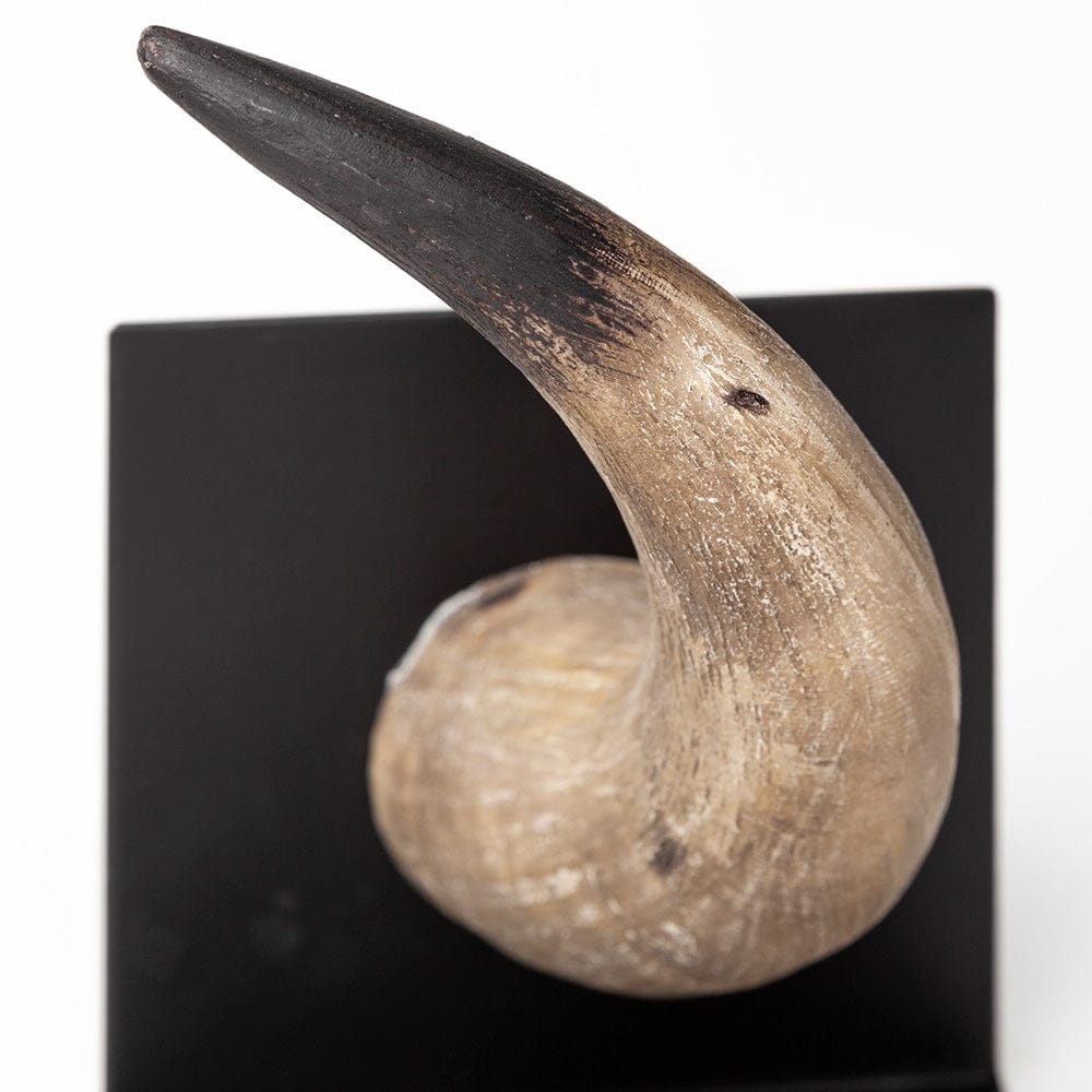 Mercana - Nickerson 6L x 7W Bull Horn Bookends (Set of 2) - 57871_CLOSEOUT view 7