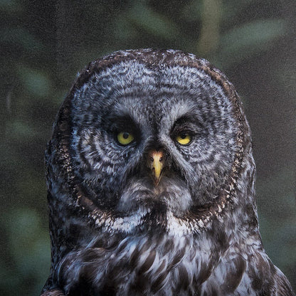 Mercana - Night Owl by Chad Mackay a Hand Embellished Textured Framed Art Print Matted under Glass - 14366 view 7