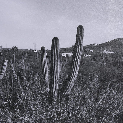 Mercana - On The Ranch Cactus I by Norm Stelfox Hand Embelished Textured Framed Art Print Matted under Glass - 15450 view 6