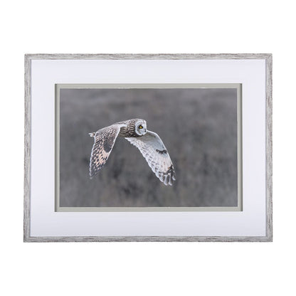 Mercana - Owl in Flight by Chad Mackay a Framed Art Print Matted under Glass - 14876 view 1