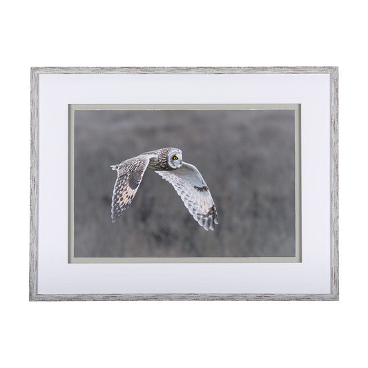 Mercana - Owl in Flight by Chad Mackay a Framed Art Print Matted under Glass - 14876 view 1
