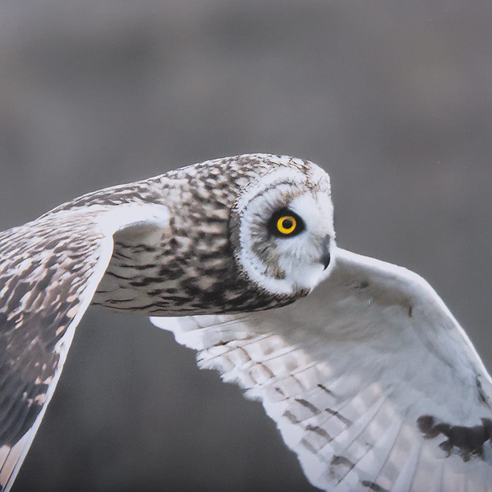Mercana - Owl in Flight by Chad Mackay a Framed Art Print Matted under Glass - 14876 view 7