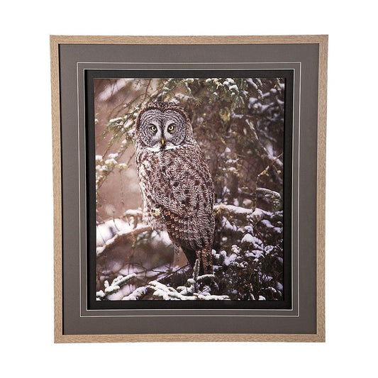 Mercana - Owl in the Snow by PHBurchett a Framed Art Print Matted under Glass - 12797 view 1