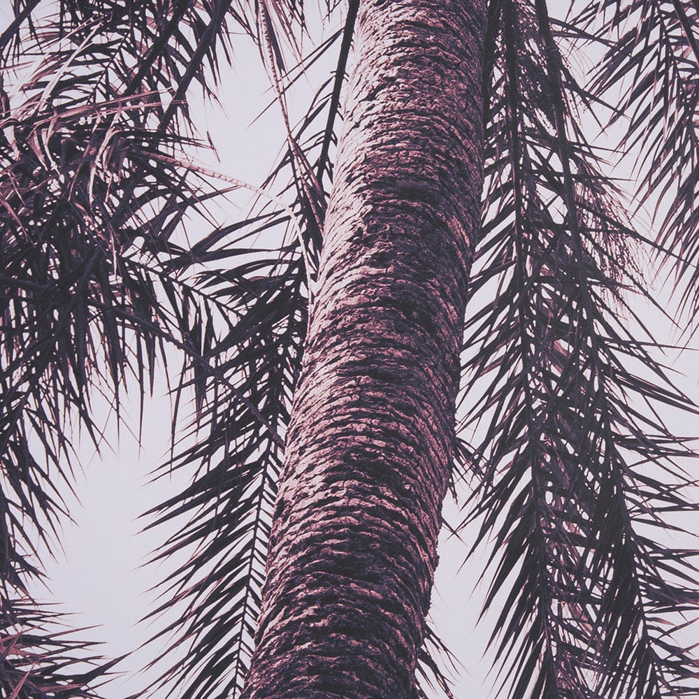 Mercana - Pink Palms Horizontal by Deborah Revell a Framed Art Print Matted under Glass - 15700 view 6
