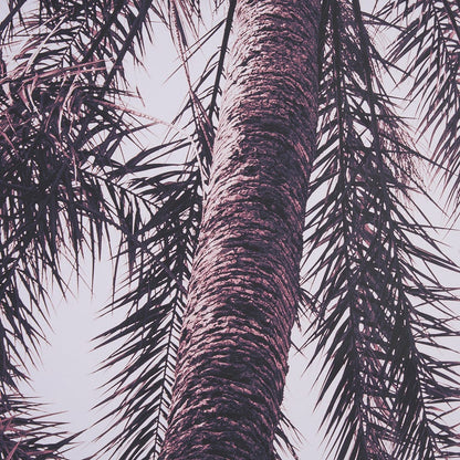 Mercana - Pink Palms Horizontal by Deborah Revell a Framed Art Print Matted under Glass - 15700 view 6