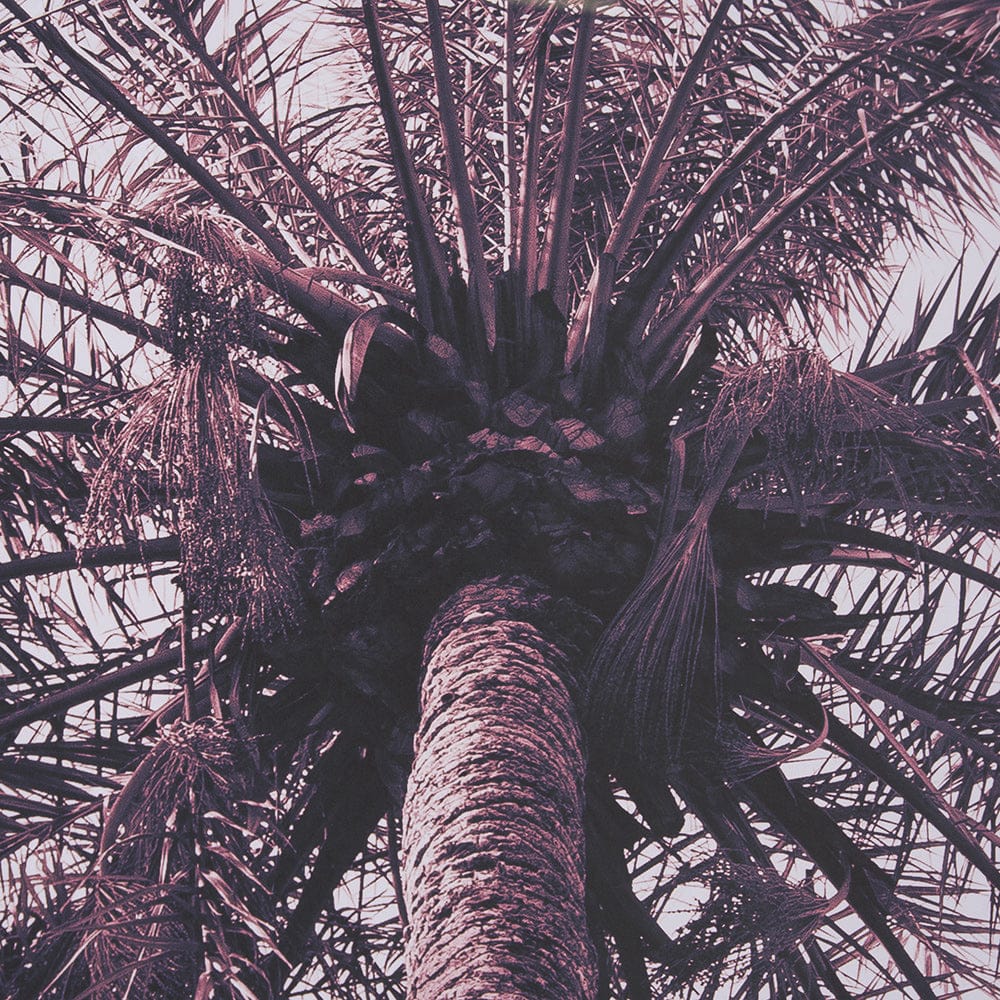 Mercana - Pink Palms Horizontal by Deborah Revell a Framed Art Print Matted under Glass - 15700 view 7