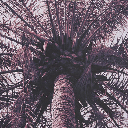 Mercana - Pink Palms Horizontal by Deborah Revell a Framed Art Print Matted under Glass - 15700 view 7