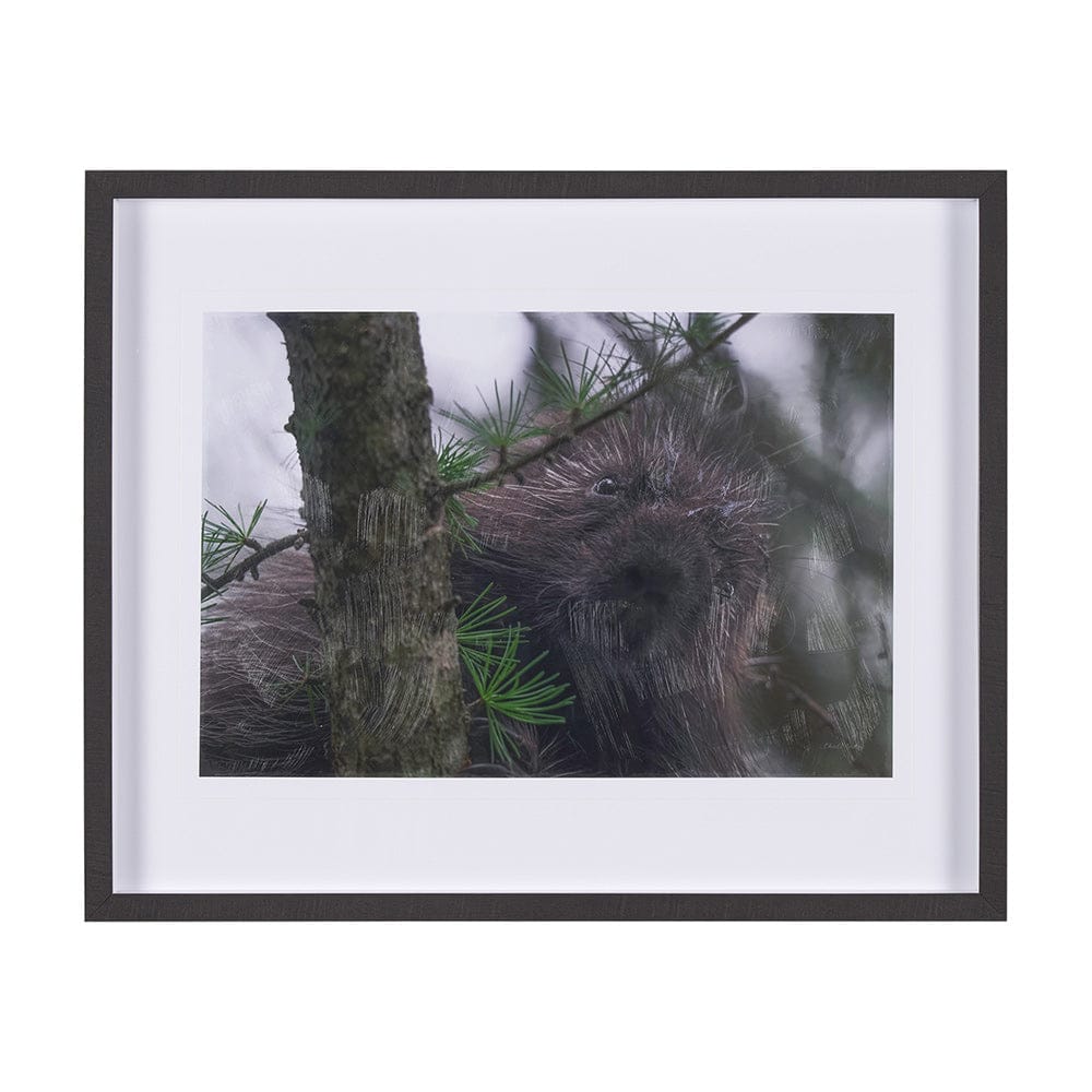Mercana - Porcupine Visit by Chad Mackay a Hand Embellished Framed Art Print Matted under Glass - 15602 view 1
