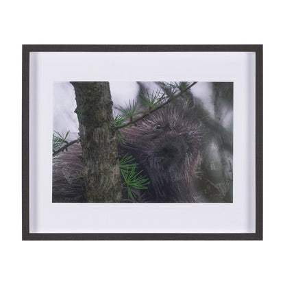 Mercana - Porcupine Visit by Chad Mackay a Hand Embellished Framed Art Print Matted under Glass - 15602 view 1