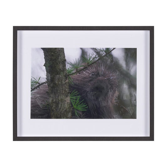 Mercana - Porcupine Visit by Chad Mackay a Hand Embellished Framed Art Print Matted under Glass - 15602 view 1