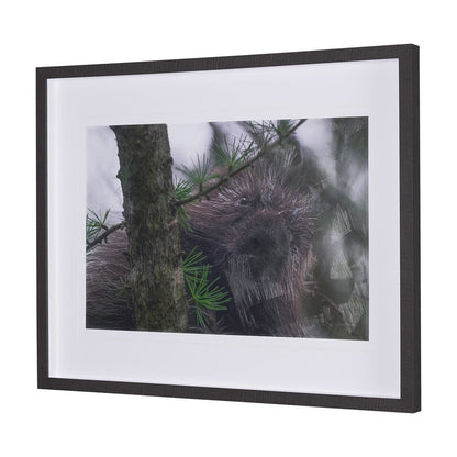 Mercana - Porcupine Visit by Chad Mackay a Hand Embellished Framed Art Print Matted under Glass - 15602 view 2