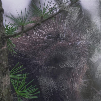 Mercana - Porcupine Visit by Chad Mackay a Hand Embellished Framed Art Print Matted under Glass - 15602 view 6