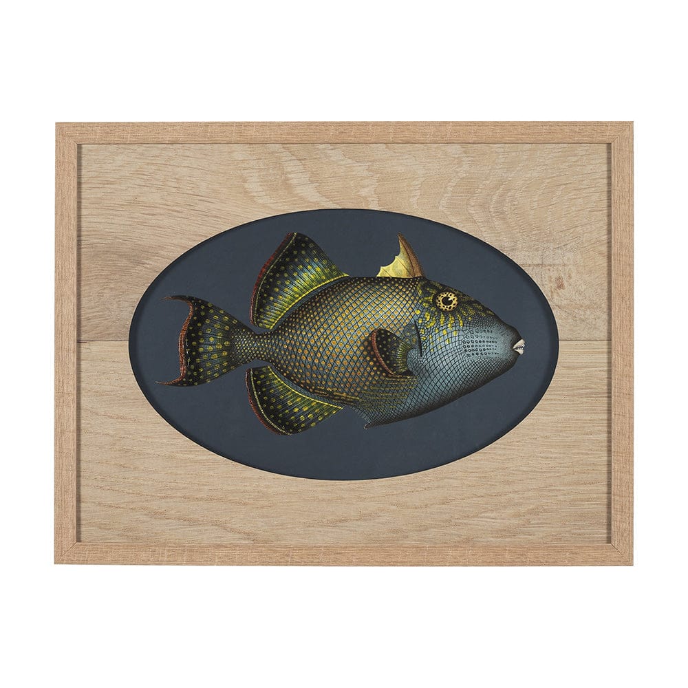 Mercana - Pseudobalistes Fuscus by Mercana Studio Hand Embellished Textured Framed Art Print Matted under Glas - 15159 view 1