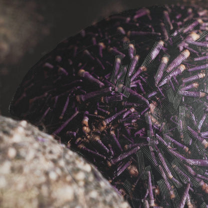Mercana - Purple Sea Urchins by Nathan Larson a Hand Embellished Framed Art Print Matted under Glass - 15833 view 7