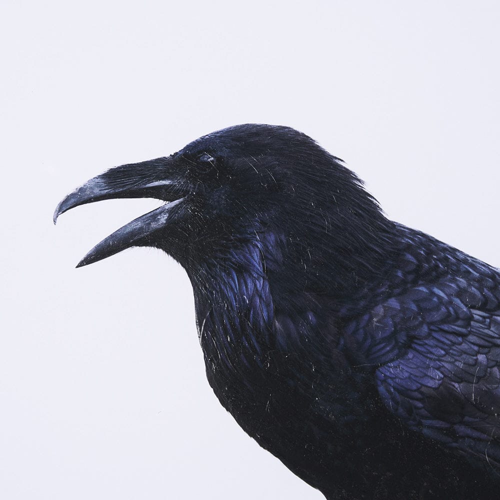 Mercana - Raven Beauty by Gary Blatter a Hand Embellished Textured Framed Art Print Matted under Glass - 15383 view 6