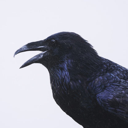 Mercana - Raven Beauty by Gary Blatter a Hand Embellished Textured Framed Art Print Matted under Glass - 15383 view 6
