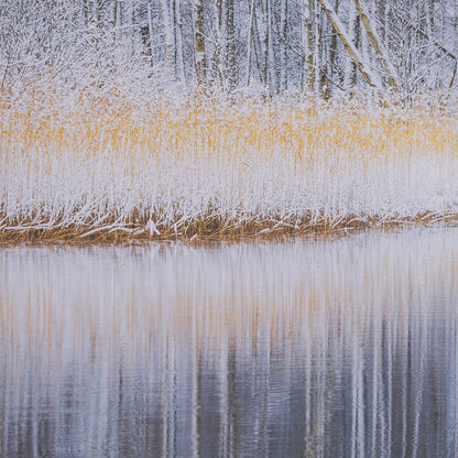Mercana - Riverside Reflection - Forest by Mikael Svensson a Framed Art Print Matted under Glass - 15589 view 6