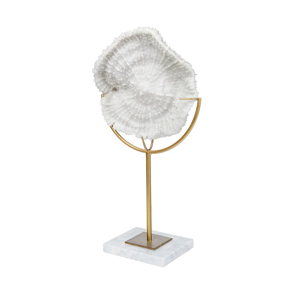 Mercana - Sandy I Small 6L x 3W White Coastal Sand Dollar Object - 67982_CLOSEOUT view 1
