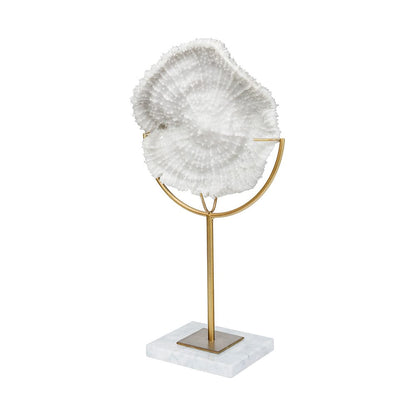 Mercana - Sandy I Small 6L x 3W White Coastal Sand Dollar Object - 67982_CLOSEOUT view 1
