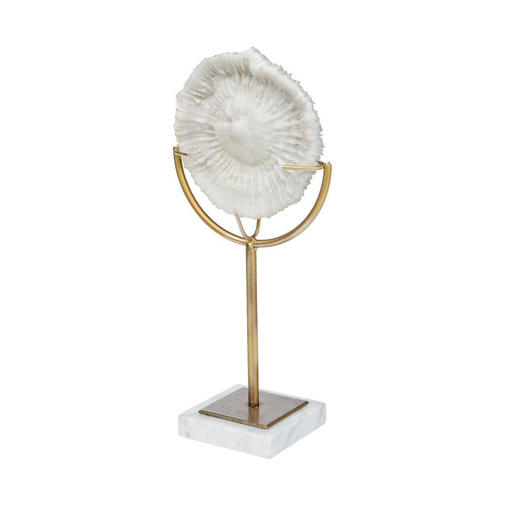 Mercana - Sandy III Large 8L x 4W White Coastal Sand Dollar Object - 67984 view 1