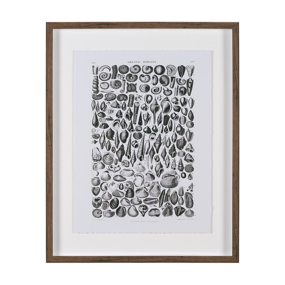 Mercana - Sealife II by Oliver Goldsmith a Hand Embellished Framed Art Print Matted under Glass - 15809 view 1