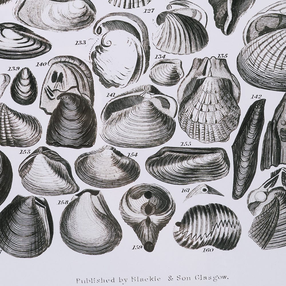 Mercana - Sealife II by Oliver Goldsmith a Hand Embellished Framed Art Print Matted under Glass - 15809 view 6