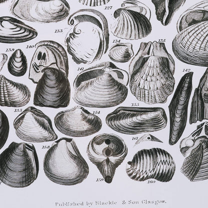 Mercana - Sealife II by Oliver Goldsmith a Hand Embellished Framed Art Print Matted under Glass - 15809 view 6