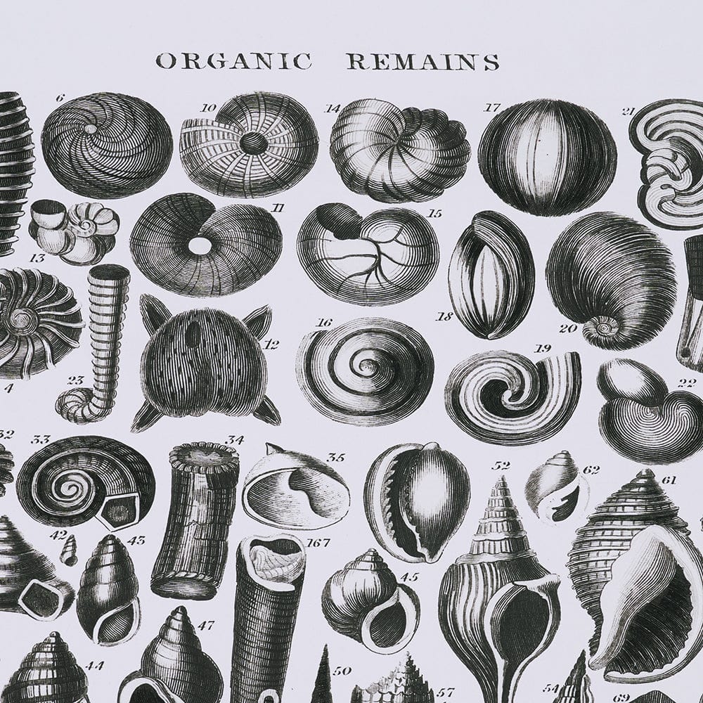 Mercana - Sealife III by Oliver Goldsmith a Hand Embellished Framed Art Print Matted under Glass - 15810 view 7