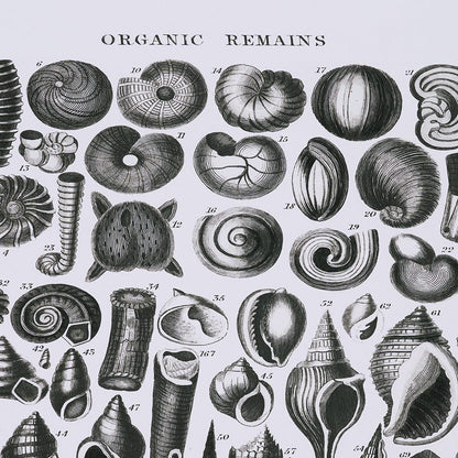 Mercana - Sealife III by Oliver Goldsmith a Hand Embellished Framed Art Print Matted under Glass - 15810 view 7