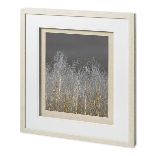 Mercana - Silver Forest II by Frank, Assaf a Framed Art Print Matted under Glass - 11624 view 1