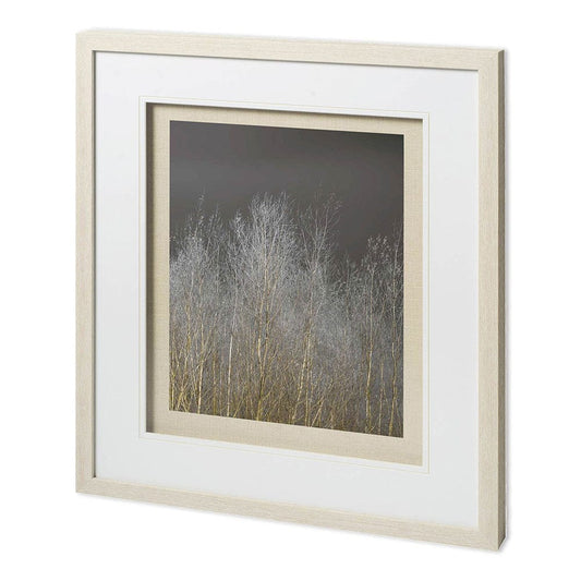 Mercana - Silver Forest III by Frank, Assaf a Framed Art Print Matted under Glass - 11625 view 1